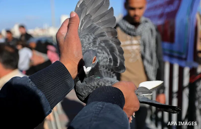 Palestinians take part in race of carrier-pigeon organized by local breeders at the Gaza seaport on February 24, 2018. Photo by Ashraf Amra