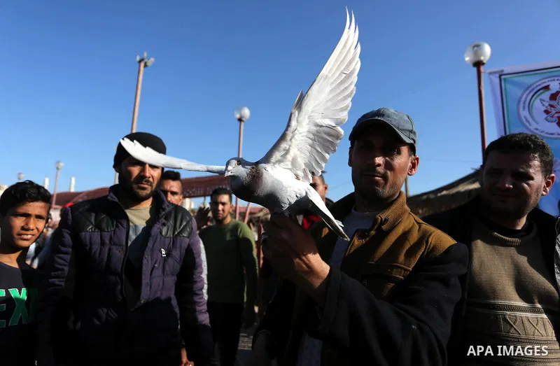Palestinians take part in race of carrier-pigeon organized by local breeders at the Gaza seaport on February 24, 2018. Photo by Ashraf Amra