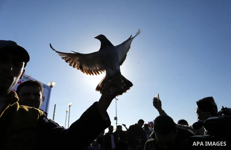Palestinians take part in race of carrier-pigeon organized by local breeders at the Gaza seaport on February 24, 2018. Photo by Ashraf Amra