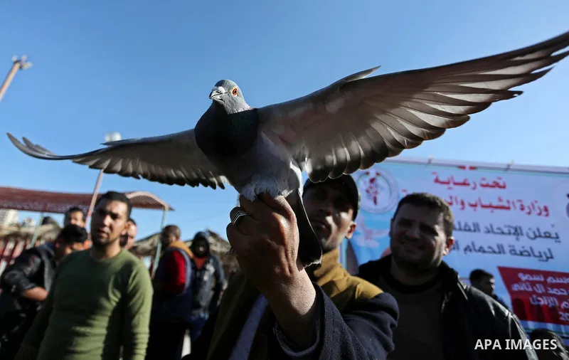 Palestinians take part in race of carrier-pigeon organized by local breeders at the Gaza seaport on February 24, 2018. Photo by Ashraf Amra