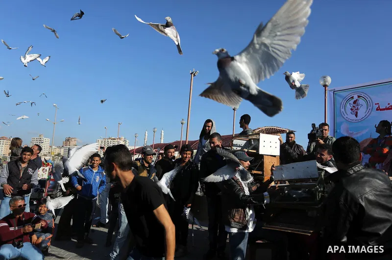 Palestinians take part in race of carrier-pigeon organized by local breeders at the Gaza seaport on February 24, 2018. Photo by Ashraf Amra