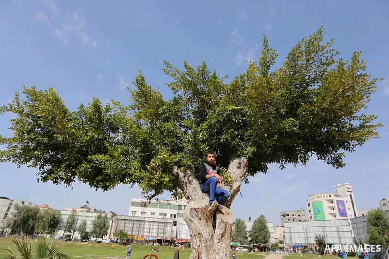 A Palestinian boy sits on a tree, in Gaza city on February 25, 2018. Photo by Ashraf Amra