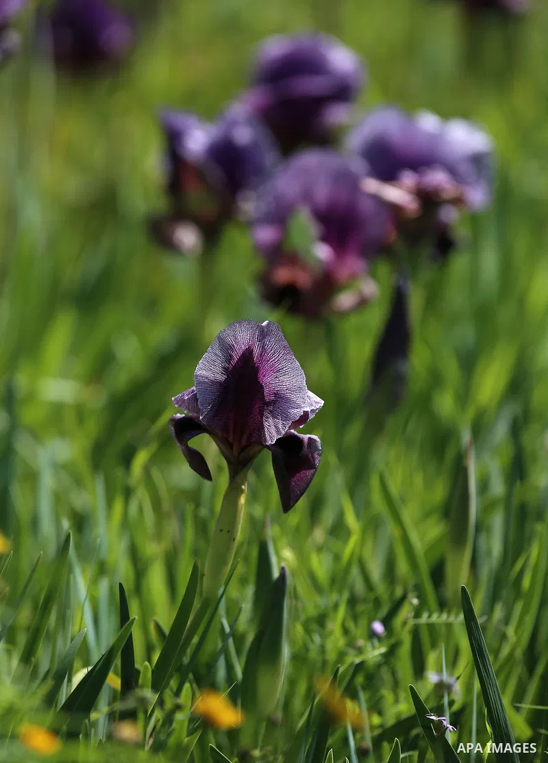 A picture taken on February 28, 2018 shows the Faqqua Iris flowers are seen in a field in the West Bank City of Jenin. This kind of Iris had been registered by the Palestine Society of Wild Life in Faqqoua and other Pale...