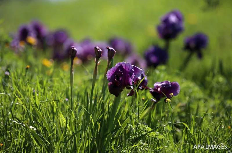 A picture taken on February 28, 2018 shows the Faqqua Iris flowers are seen in a field in the West Bank City of Jenin. This kind of Iris had been registered by the Palestine Society of Wild Life in Faqqoua and other Pale...
