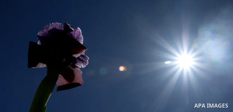 A picture taken on February 28, 2018 shows the Faqqua Iris flowers are seen in a field in the West Bank City of Jenin. This kind of Iris had been registered by the Palestine Society of Wild Life in Faqqoua and other Pale...