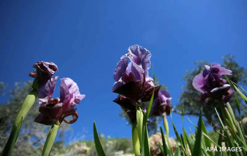 A picture taken on February 28, 2018 shows the Faqqua Iris flowers are seen in a field in the West Bank City of Jenin. This kind of Iris had been registered by the Palestine Society of Wild Life in Faqqoua and other Pale...