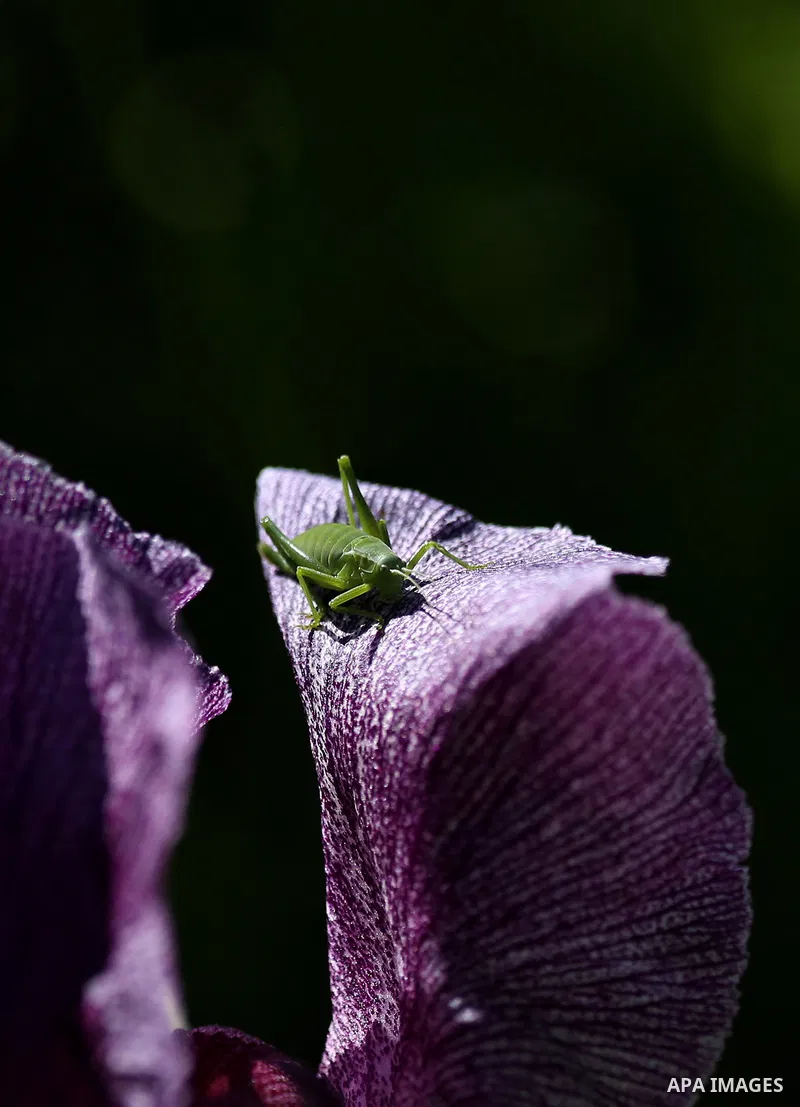 A picture taken on February 28, 2018 shows the Faqqua Iris flowers are seen in a field in the West Bank City of Jenin. This kind of Iris had been registered by the Palestine Society of Wild Life in Faqqoua and other Pale...