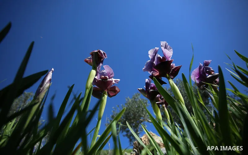 A picture taken on February 28, 2018 shows the Faqqua Iris flowers are seen in a field in the West Bank City of Jenin. This kind of Iris had been registered by the Palestine Society of Wild Life in Faqqoua and other Pale...