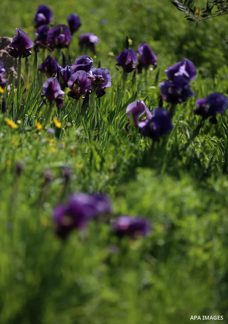 A picture taken on February 28, 2018 shows the Faqqua Iris flowers are seen in a field in the West Bank City of Jenin. This kind of Iris had been registered by the Palestine Society of Wild Life in Faqqoua and other Pale...
