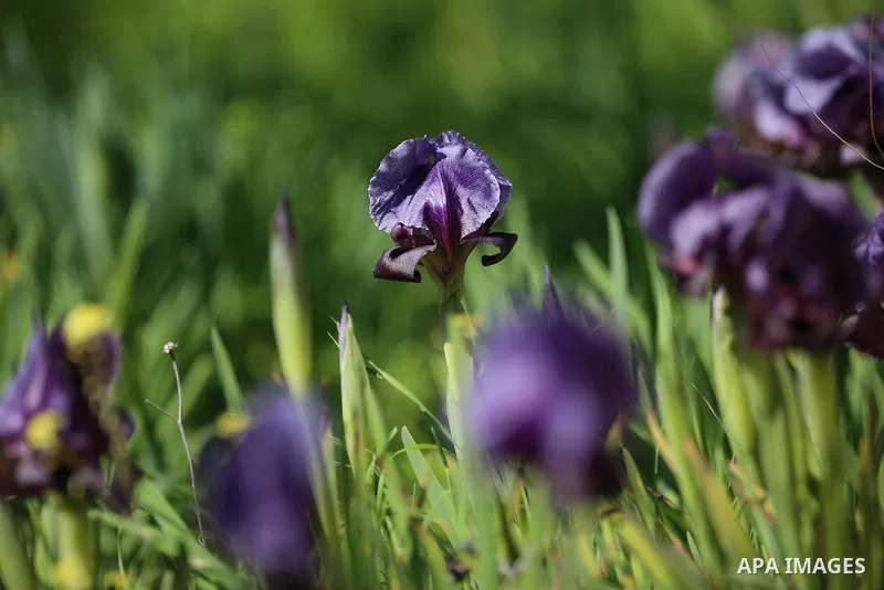 A picture taken on February 28, 2018 shows the Faqqua Iris flowers are seen in a field in the West Bank City of Jenin. This kind of Iris had been registered by the Palestine Society of Wild Life in Faqqoua and other Pale...
