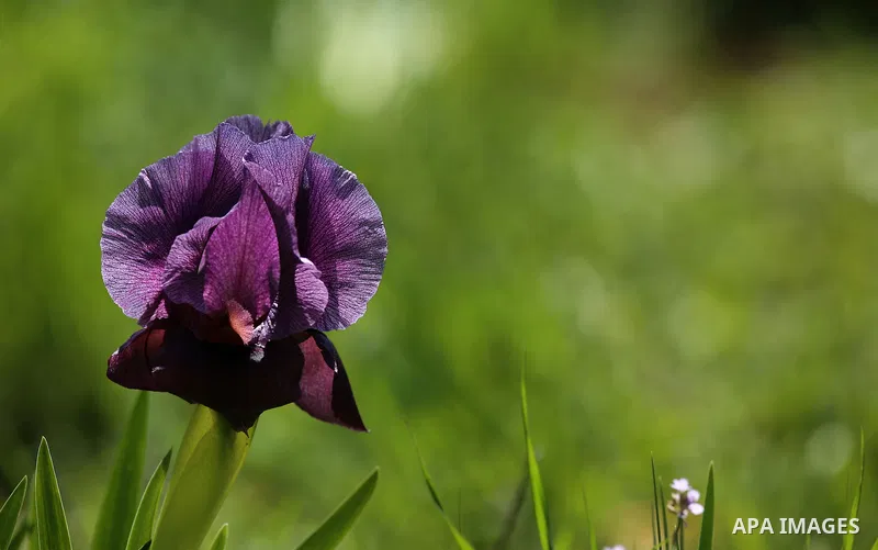 A picture taken on February 28, 2018 shows the Faqqua Iris flowers are seen in a field in the West Bank City of Jenin. This kind of Iris had been registered by the Palestine Society of Wild Life in Faqqoua and other Pale...