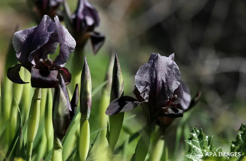 A picture taken on February 28, 2018 shows the Faqqua Iris flowers are seen in a field in the West Bank City of Jenin. This kind of Iris had been registered by the Palestine Society of Wild Life in Faqqoua and other Pale...
