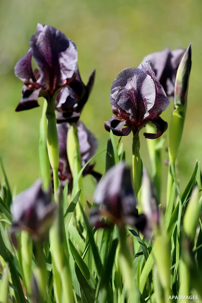 A picture taken on February 28, 2018 shows the Faqqua Iris flowers are seen in a field in the West Bank City of Jenin. This kind of Iris had been registered by the Palestine Society of Wild Life in Faqqoua and other Pale...