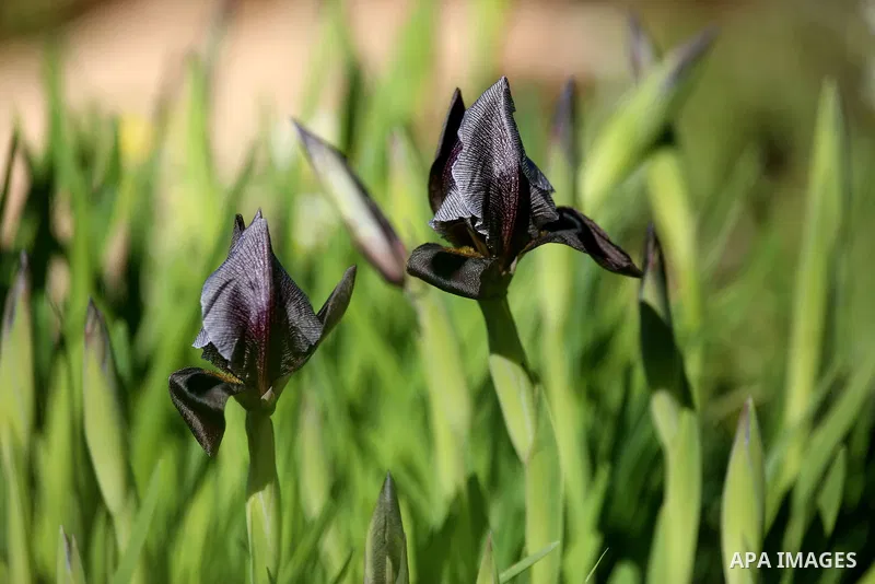 A picture taken on February 28, 2018 shows the Faqqua Iris flowers are seen in a field in the West Bank City of Jenin. This kind of Iris had been registered by the Palestine Society of Wild Life in Faqqoua and other Pale...