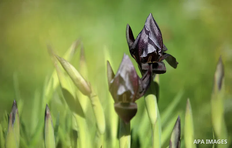 A picture taken on February 28, 2018 shows the Faqqua Iris flowers are seen in a field in the West Bank City of Jenin. This kind of Iris had been registered by the Palestine Society of Wild Life in Faqqoua and other Pale...