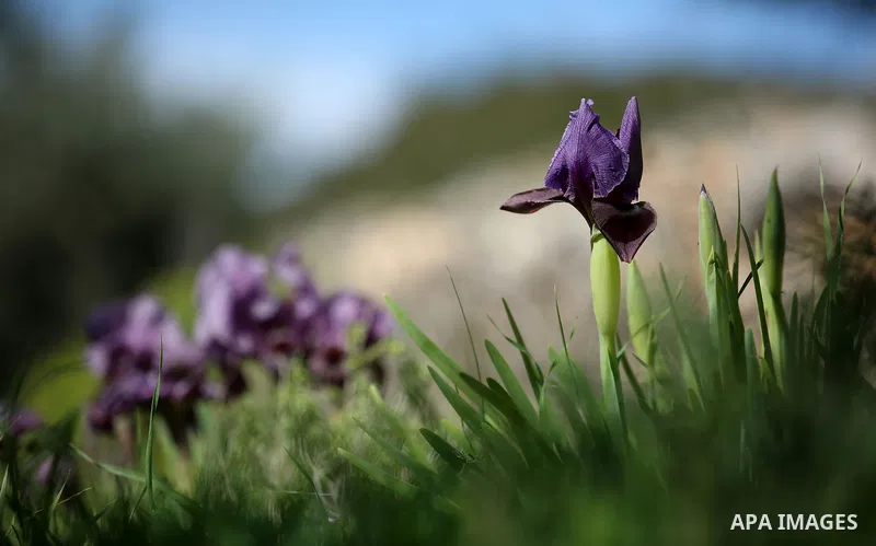A picture taken on February 28, 2018 shows the Faqqua Iris flowers are seen in a field in the West Bank City of Jenin. This kind of Iris had been registered by the Palestine Society of Wild Life in Faqqoua and other Pale...