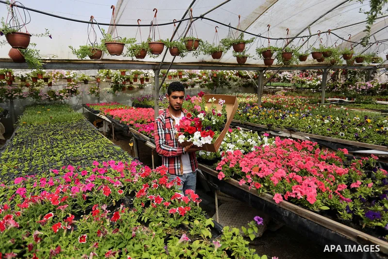 A Palestinian man works at flowers nursery in Al Zawayda City, central Gaza Strip, on March 19, 2018. Photo by Ashraf Amra