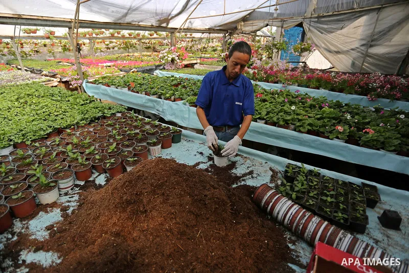 A Palestinian man works at flowers nursery in Al Zawayda City, central Gaza Strip, on March 19, 2018. Photo by Ashraf Amra