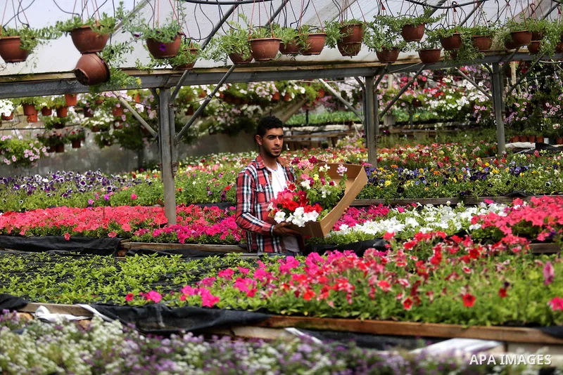 A Palestinian man works at flowers nursery in Al Zawayda City, central Gaza Strip, on March 19, 2018. Photo by Ashraf Amra