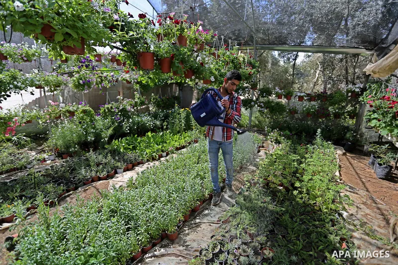 A Palestinian man works at flowers nursery in Al Zawayda City, central Gaza Strip, on March 19, 2018. Photo by Ashraf Amra