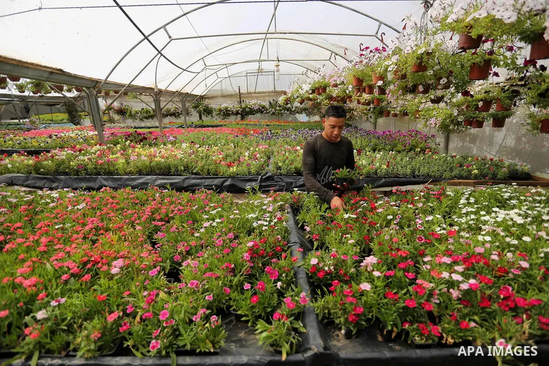 A Palestinian man works at flowers nursery in Al Zawayda City, central Gaza Strip, on March 19, 2018. Photo by Ashraf Amra