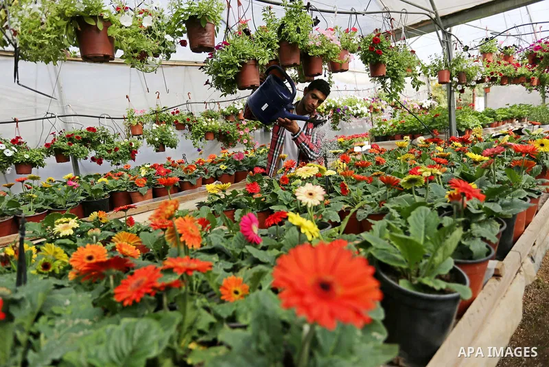 A Palestinian man works at flowers nursery in Al Zawayda City, central Gaza Strip, on March 19, 2018. Photo by Ashraf Amra