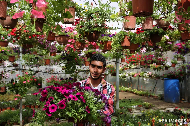 A Palestinian man works at flowers nursery in Al Zawayda City, central Gaza Strip, on March 19, 2018. Photo by Ashraf Amra
