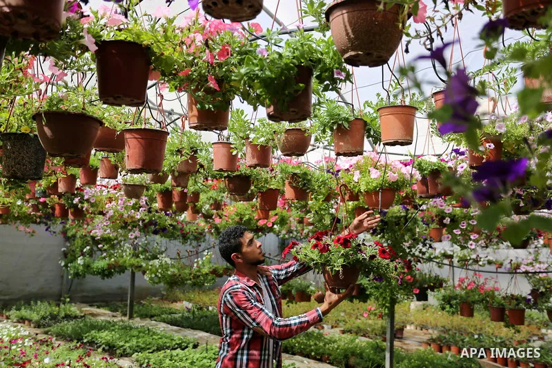 A Palestinian man works at flowers nursery in Al Zawayda City, central Gaza Strip, on March 19, 2018. Photo by Ashraf Amra