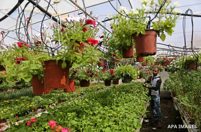A Palestinian man works at flowers nursery in Al Zawayda City, central Gaza Strip, on March 19, 2018. Photo by Ashraf Amra