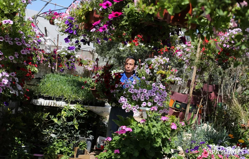 A Palestinian man works at flowers nursery in Al Zawayda City, central Gaza Strip, on March 19, 2018. Photo by Ashraf Amra
