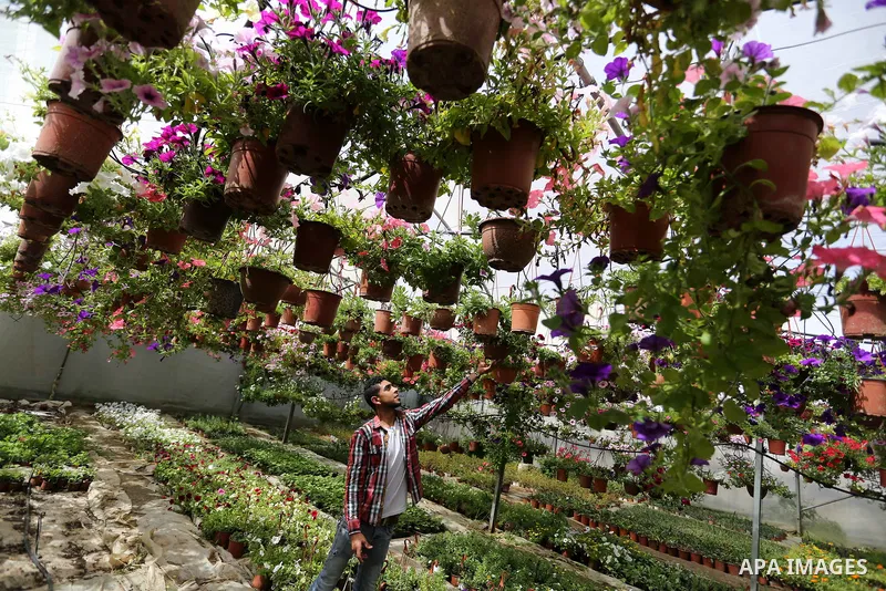 A Palestinian man works at flowers nursery in Al Zawayda City, central Gaza Strip, on March 19, 2018. Photo by Ashraf Amra