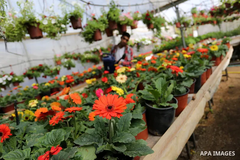 A Palestinian man works at flowers nursery in Al Zawayda City, central Gaza Strip, on March 19, 2018. Photo by Ashraf Amra