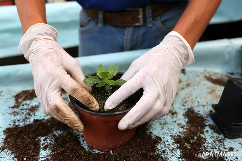 A Palestinian man works at flowers nursery in Al Zawayda City, central Gaza Strip, on March 19, 2018. Photo by Ashraf Amra