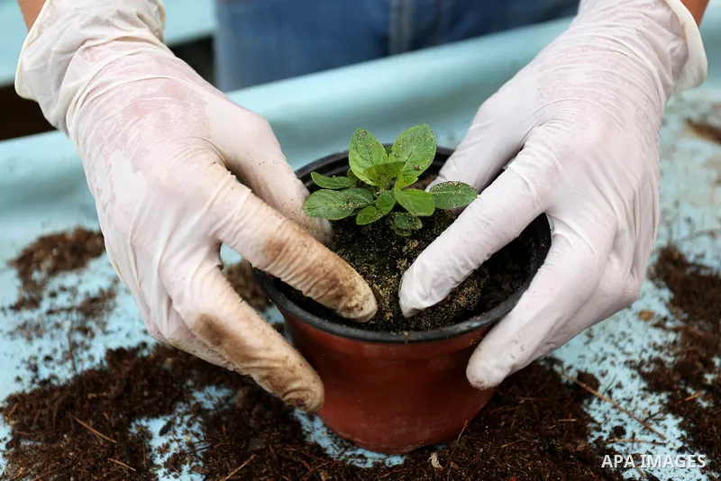 A Palestinian man works at flowers nursery in Al Zawayda City, central Gaza Strip, on March 19, 2018. Photo by Ashraf Amra