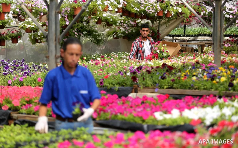 A Palestinian man works at flowers nursery in Al Zawayda City, central Gaza Strip, on March 19, 2018. Photo by Ashraf Amra