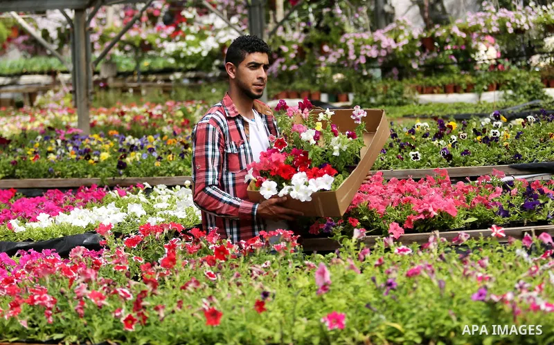 A Palestinian man works at flowers nursery in Al Zawayda City, central Gaza Strip, on March 19, 2018. Photo by Ashraf Amra
