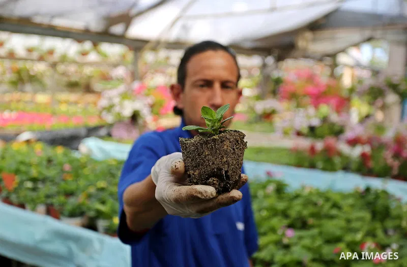 A Palestinian man works at flowers nursery in Al Zawayda City, central Gaza Strip, on March 19, 2018. Photo by Ashraf Amra
