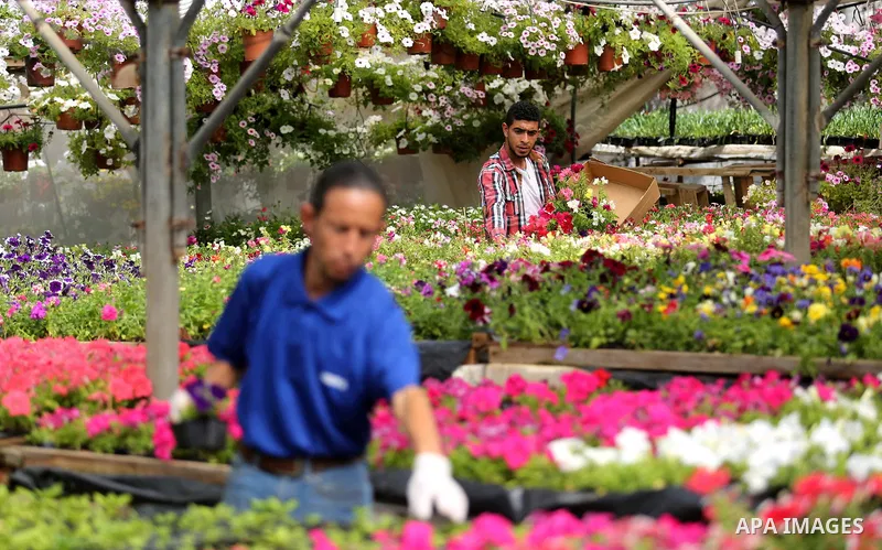 A Palestinian man works at flowers nursery in Al Zawayda City, central Gaza Strip, on March 19, 2018. Photo by Ashraf Amra