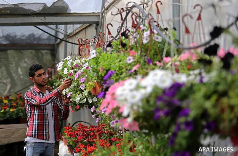 A Palestinian man works at flowers nursery in Al Zawayda City, central Gaza Strip, on March 19, 2018. Photo by Ashraf Amra