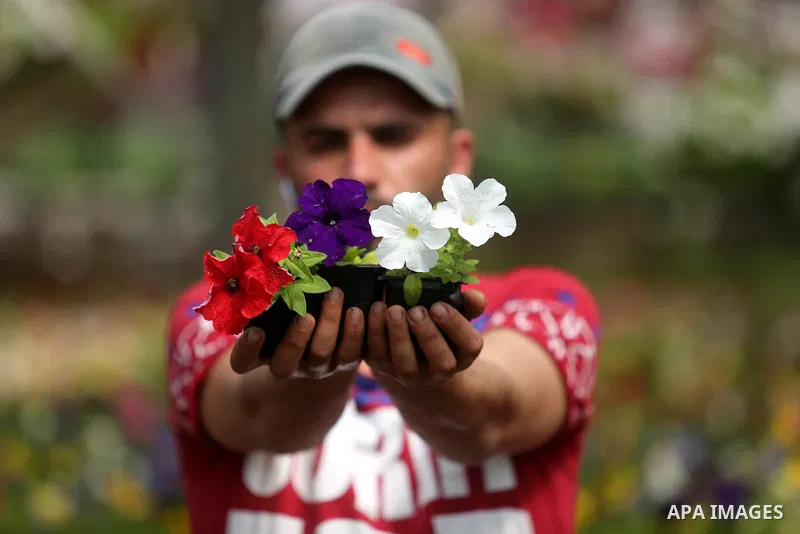 A Palestinian man works at flowers nursery in Al Zawayda City, central Gaza Strip, on March 19, 2018. Photo by Ashraf Amra