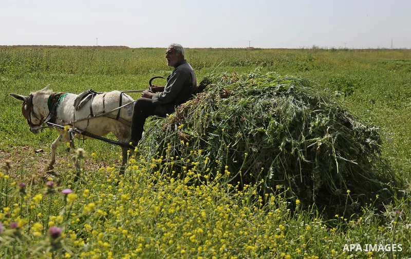 A Palestinian man rides a donkey cart past mustard flowers in Gaza City March 20, 2018. Photo by Ashraf Amra