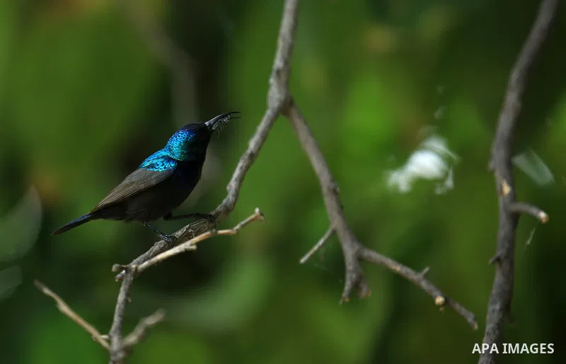 A Palestine sunbird "Nectarinia osea" is seen on a tree, in the West Bank city of Nablus, on April 9, 2018. Photo by Shadi Jarar'ah