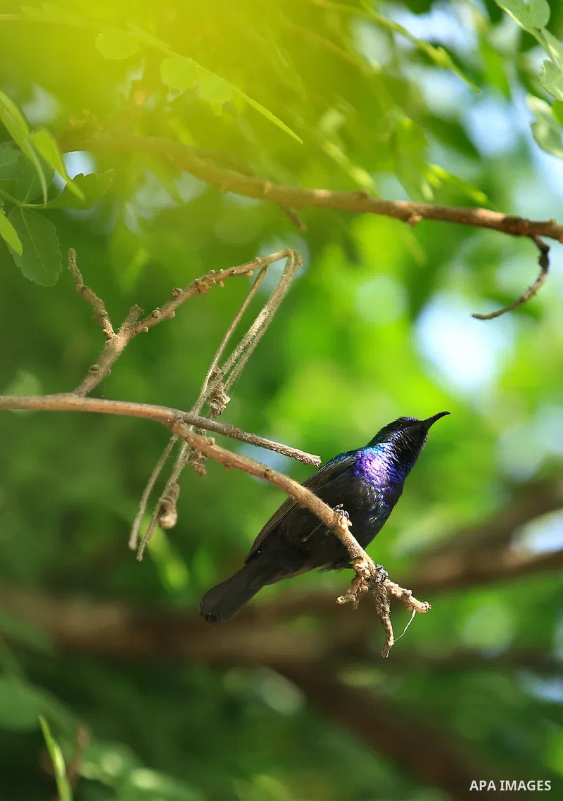 A Palestine sunbird "Nectarinia osea" is seen on a tree, in the West Bank city of Nablus, on April 9, 2018. Photo by Shadi Jarar'ah