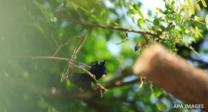 A Palestine sunbird "Nectarinia osea" is seen on a tree, in the West Bank city of Nablus, on April 9, 2018. Photo by Shadi Jarar'ah