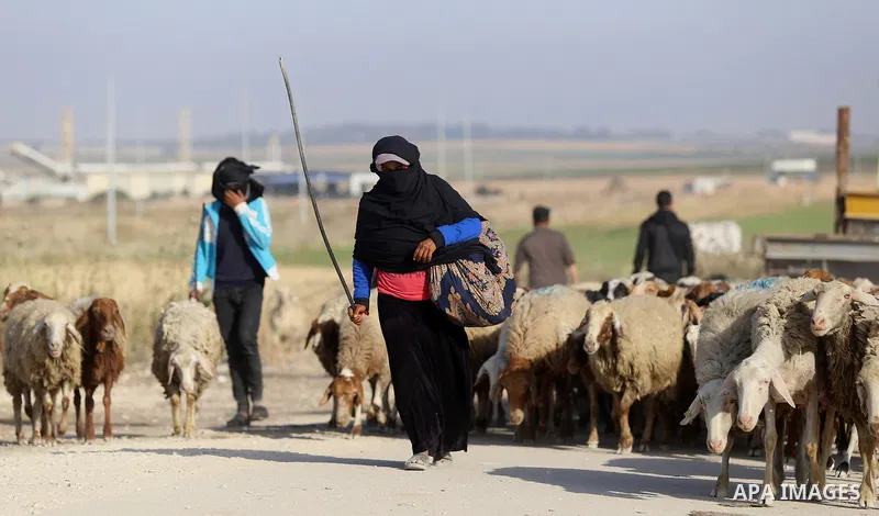 A Palestinian woman herds sheep along Israel border with Gaza, during a tent city protest demanding to return to their home land, east of Gaza City, April 16, 2018. Photo by Yasser Qudih
