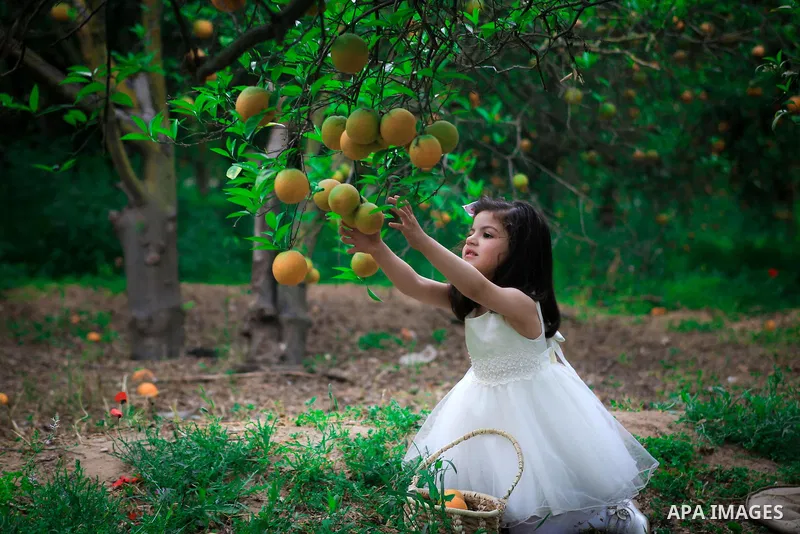A pretty girl collects oranges at a field. Photo by Mahmoud Khattab