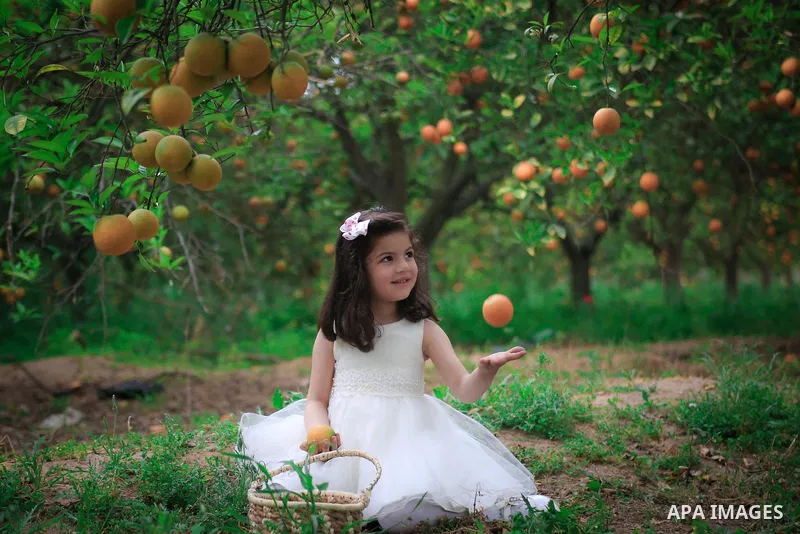 A pretty girl collects oranges at a field. Photo by Mahmoud Khattab