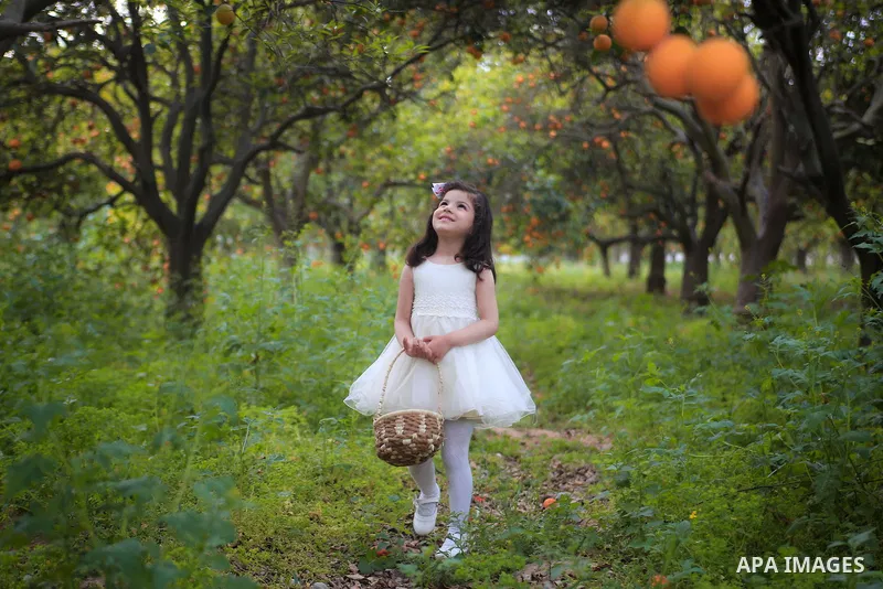 A pretty girl collects oranges at a field. Photo by Mahmoud Khattab