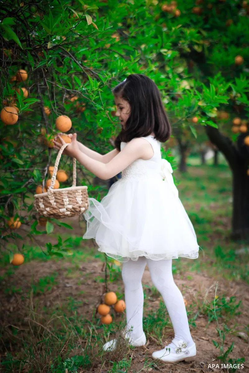 A pretty girl collects oranges at a field. Photo by Mahmoud Khattab