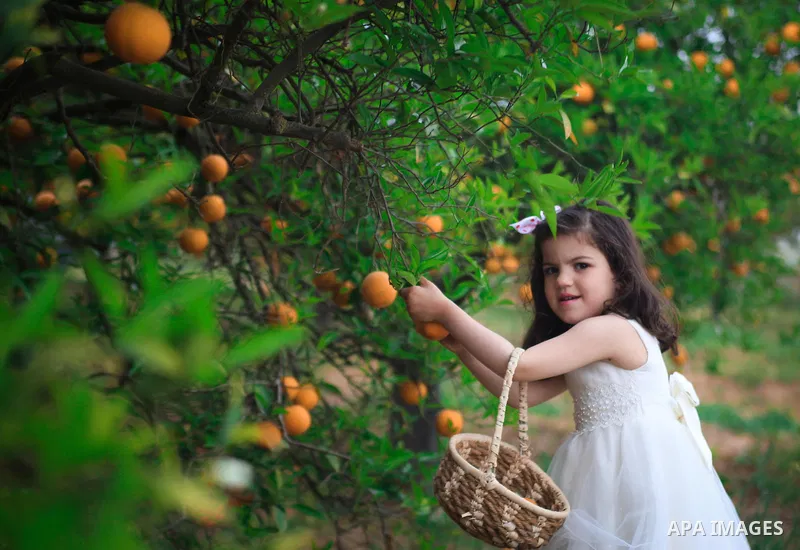A pretty girl collects oranges at a field. Photo by Mahmoud Khattab